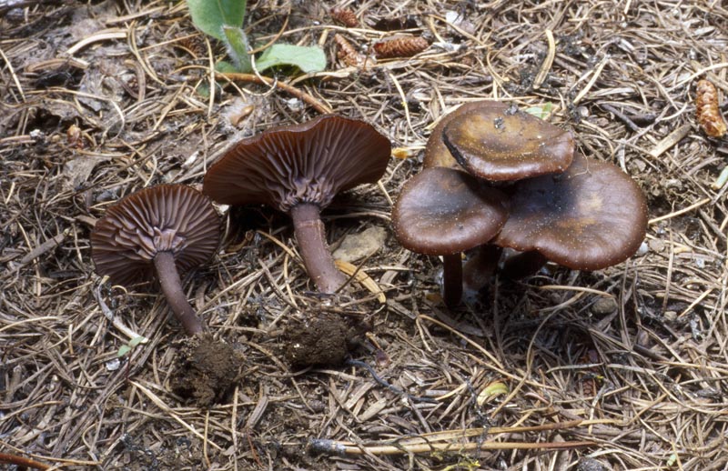 Pseudoomphalina angelesiana